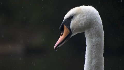 Head of a mute swan in the rain