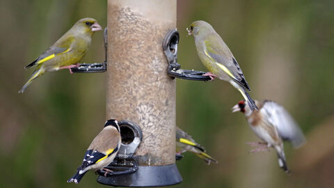 Greenfinches and goldfinches sat at a bird feeder