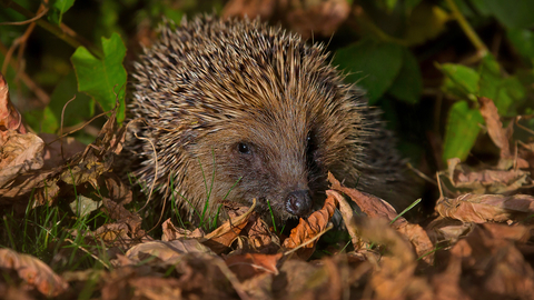 Hedgehog at night surrounded by fallen leaves