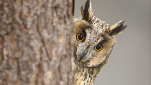 Face of a long-eared owl peering around a tree trunk