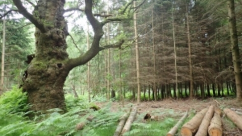 Ancient tree