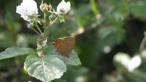 Butterfly on a leaf