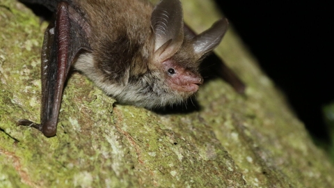 Bechstein's bat on a tree at night