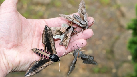 Moth trapping by Butterfly Conservation