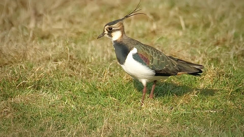 Lapwing on grass