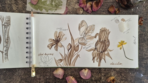 Sketches of flowers