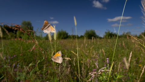 Two meadow brown butterflies fluttering above a grassy meadow. The butterflies are brown and orange with a black spot on the tip of their wings.  A dark blue sky behind them. 