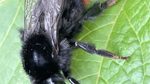 Red Tail Bumblebee