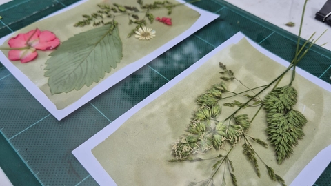 plants used for cyanotype printing