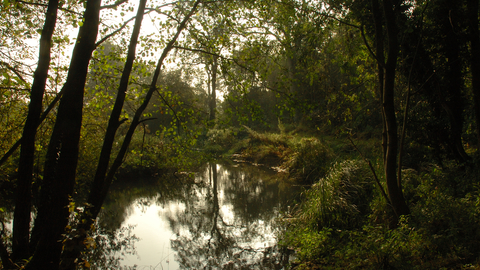 A landscape image of a body of water, surrounded by overhanging trees.