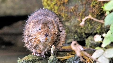 A water vole