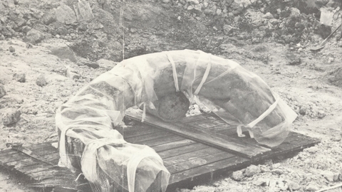 fossil tusk at College Lake