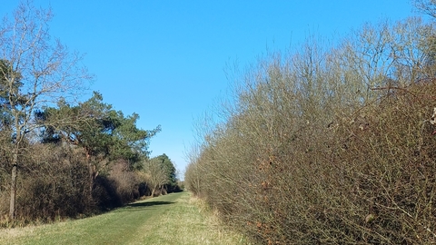 a grass path with bushes and trees on either side