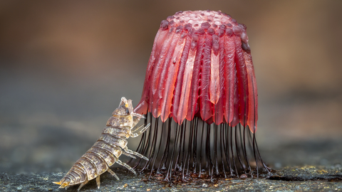 a woodlouse feasting on a red stemonitus mushroom