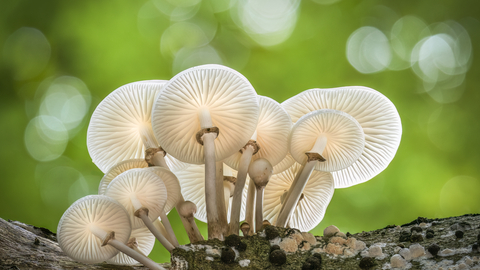 porcelain mushrooms on a log