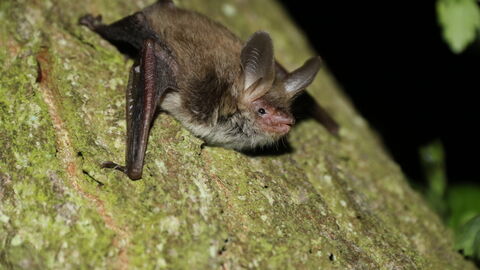 A bat facing downwards on a tree trunk.