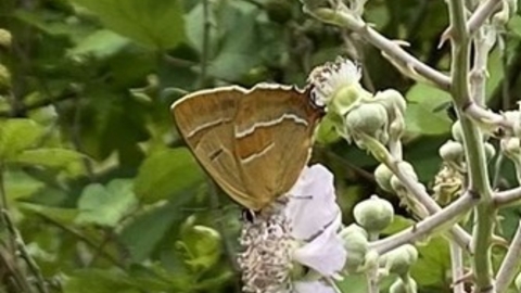 brown hairstreak butterfly on a plant