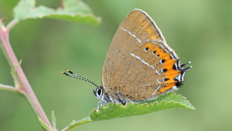 Black hairstreak butterfly on a leaf
