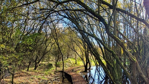 trees drooping over a path in the Pitstone Fens