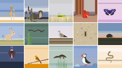 Al Boardman species graphics