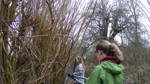 two young people pruning willows on a cloudy day