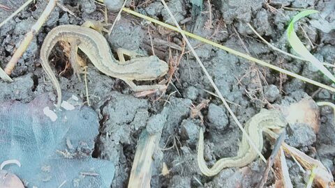 two newts amongst mud and grass