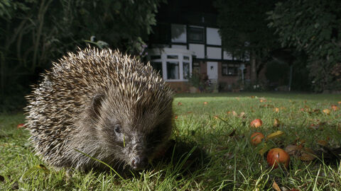 A hedgehog browning on a garden lawn at night, with apples on the ground