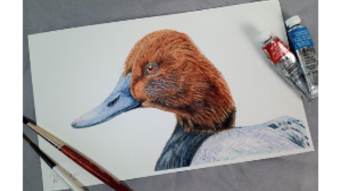 Pochard Watercolour - Michelle White