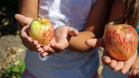 Apples in childrens hands