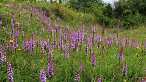 BBOWT CG Feb-26 Talk - Forest - RossHoddinott2020VISION