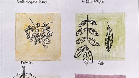 Drawing of Rowan and Ash on a square dyed by their own pigments 