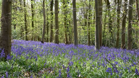 Chilterns Living Woodland