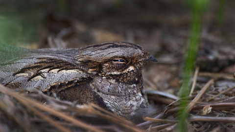 Nesting nightjar