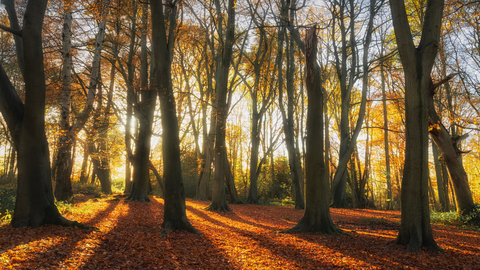 Sun shining through ancient woodland