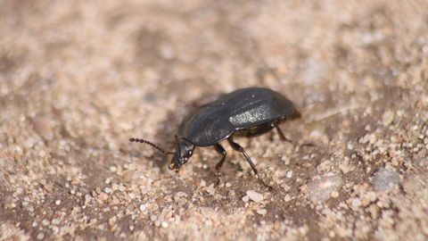 A black snail beetle crossing a path