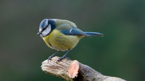 blue tit