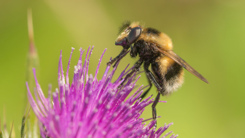 A bumblebee mimic hoverfly on a purple thistle flower. It's a fuzzy black and yellow hoverfly with a white tip to the abdomen, looking just like a bee. It's given away by its large eyes and short antennae