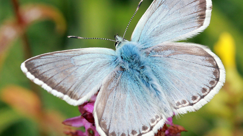 Chalkhill blue butterfly