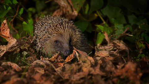 A hedgehog snuffling about in leaf litter at night under a garden light