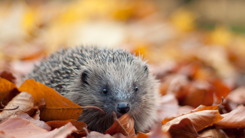 Hedgehog in autumn leaves