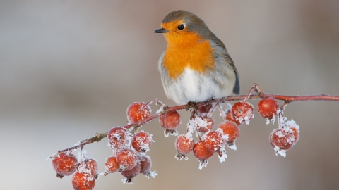 Robin