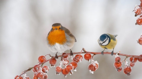 Robin (Erithacus rubecula) and blue tit (Parus caeruleus) adult perched in winter by Mark Hamblin