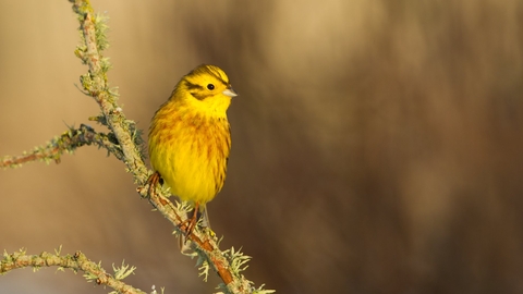 Yellowhammer perched on branch