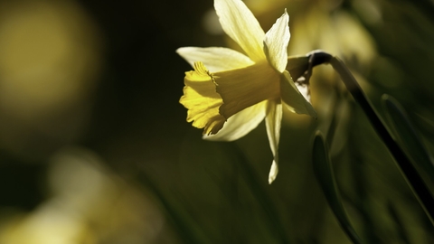 Wild daffodil