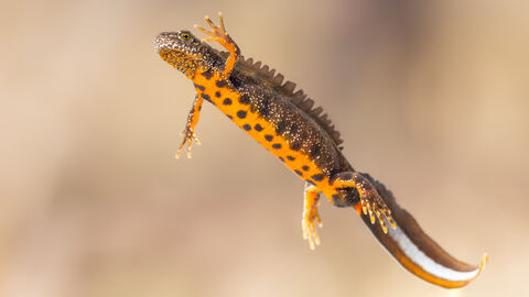 Great crested newt