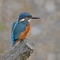 kingfisher