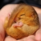 Dormouse sleeping on hand