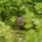 Water vole amongst riverside vegetation