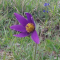 Pasqueflower