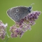 Dew covered ringlet butterfly